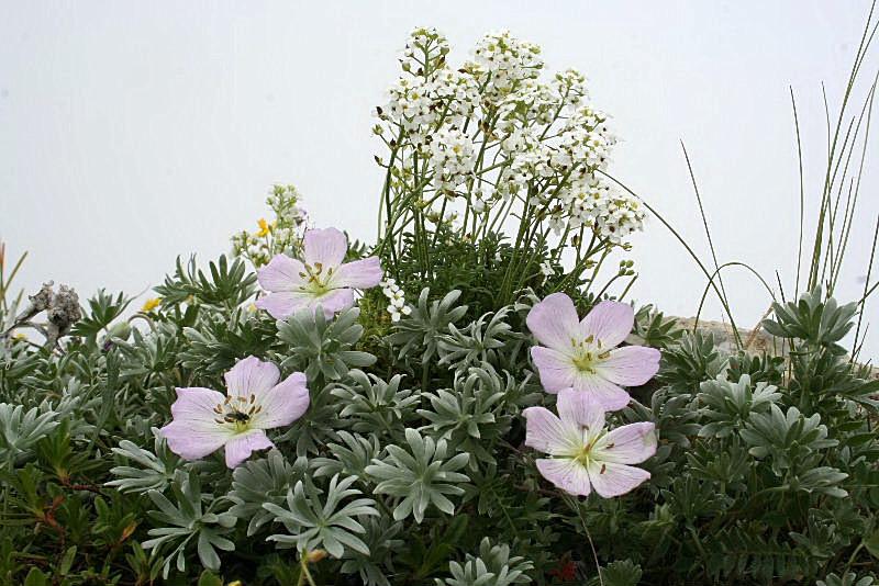 Geranium argenteum / Geranio argentino